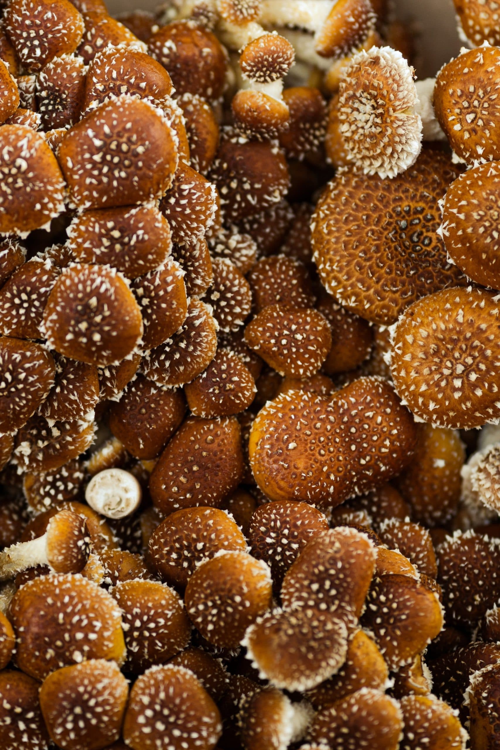 Shiitake Mantarı