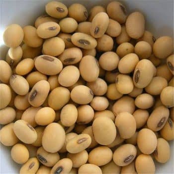 Soya Fasulyesi