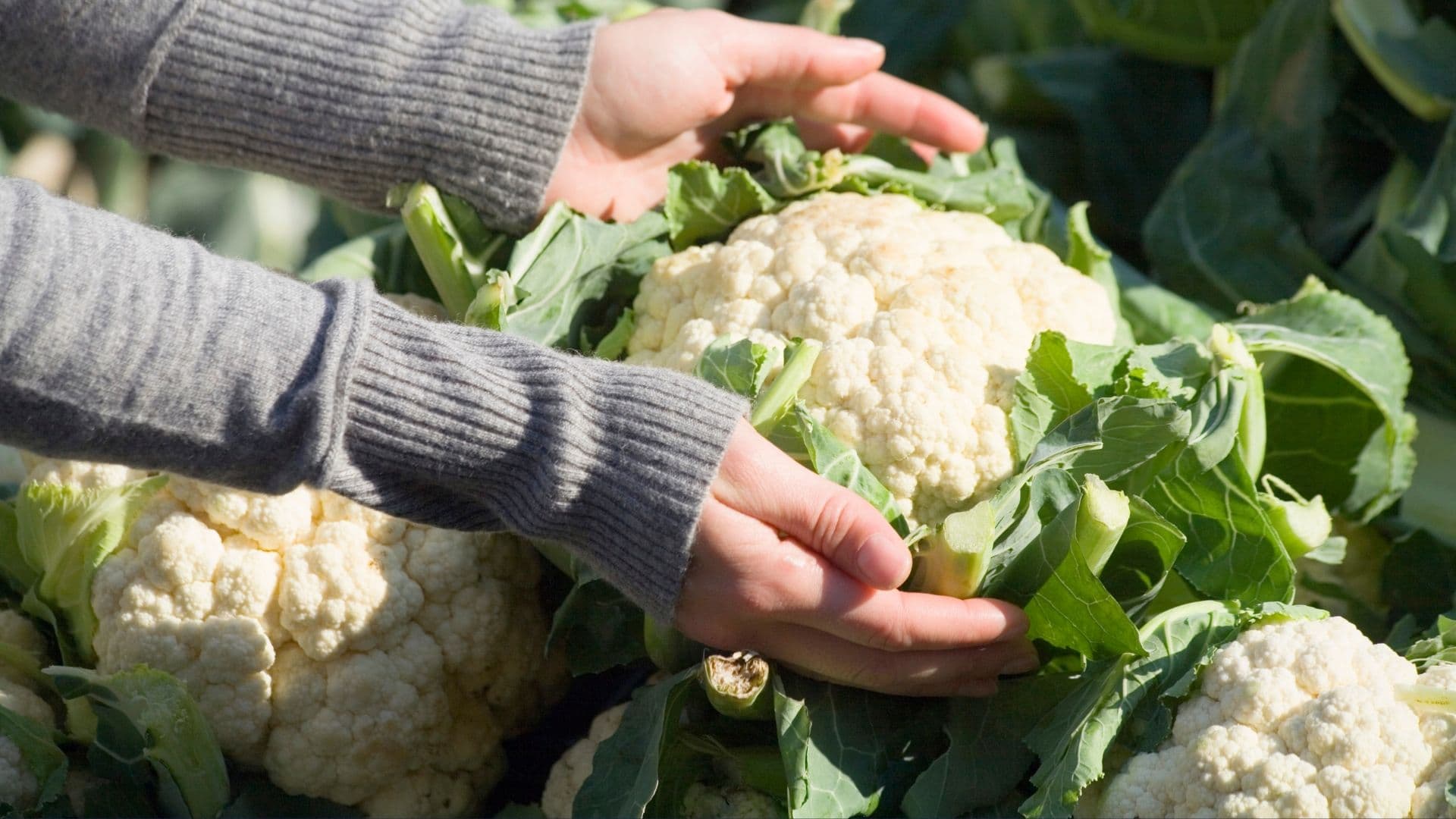 Karnabahar Hangi Mevsimde, Nasıl Yetişir?